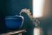  Best Essential Oil Diffusers for Aromatherapy